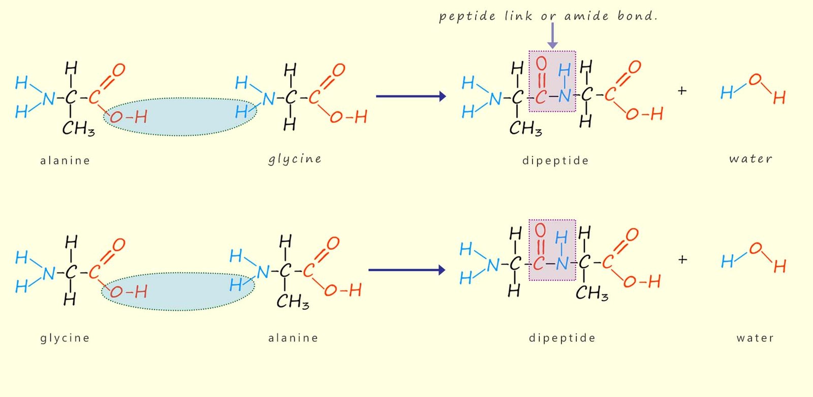 The amino acids alanine and glycine forming a dipeptide.